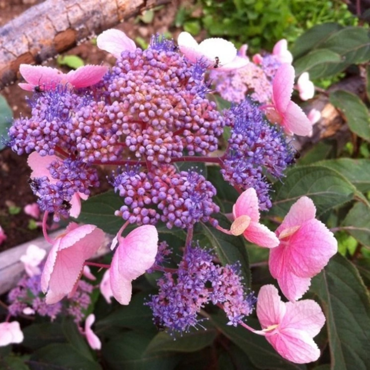 Гортензия шероховатая Хот Чоколейт